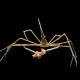 Arrow Crab