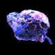 Blue legged Hermit Crab