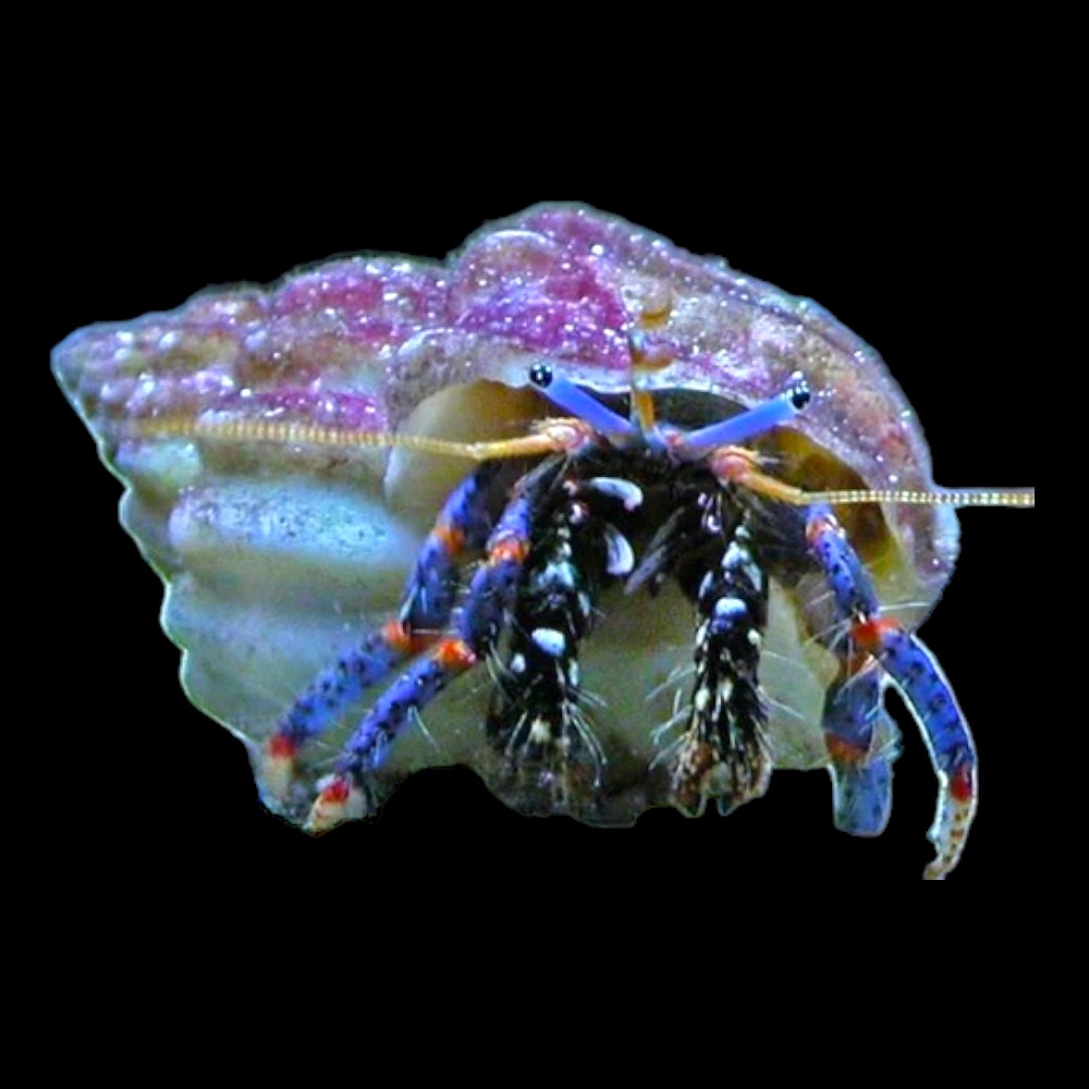 Blue legged Hermit Crab