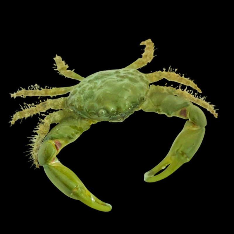 Green Emerald Crab