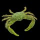 Green Emerald Crab