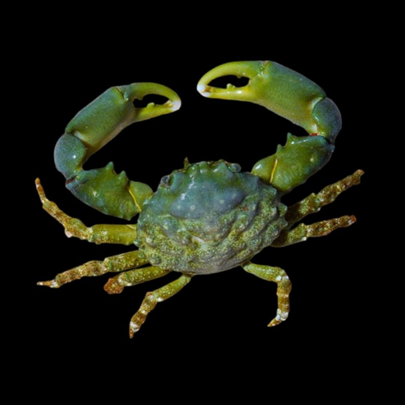 Green Emerald Crab
