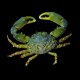 Green Emerald Crab