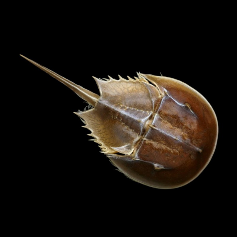 Horseshoe Crab