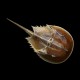 Horseshoe Crab