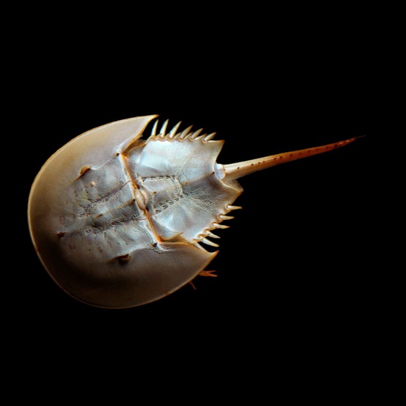 Horseshoe Crab