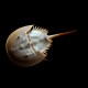 Horseshoe Crab