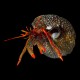 Mexican Red Tip Hermit