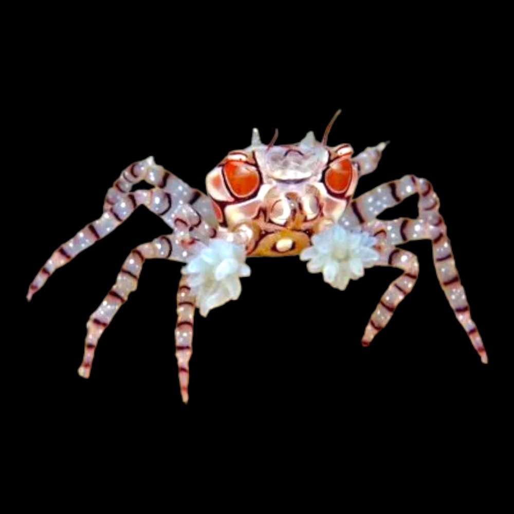 Pompom Anemone Crab