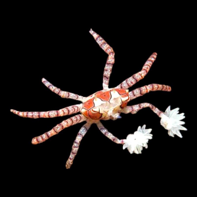 Pompom Anemone Crab