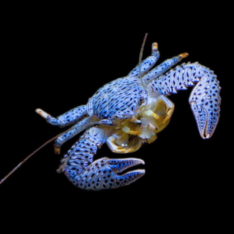 Porcelain Crab