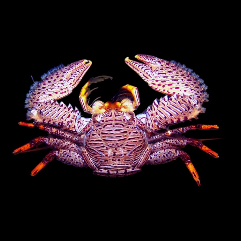 Porcelain Crab