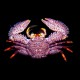 Porcelain Crab