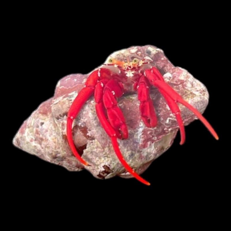 Red Legged Hermit