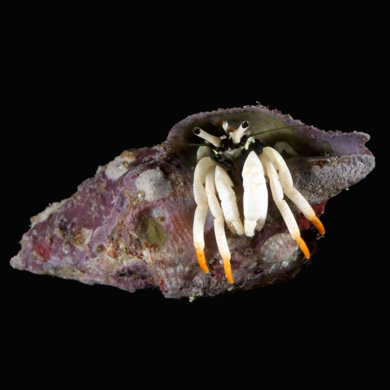White legged Hermit Crab