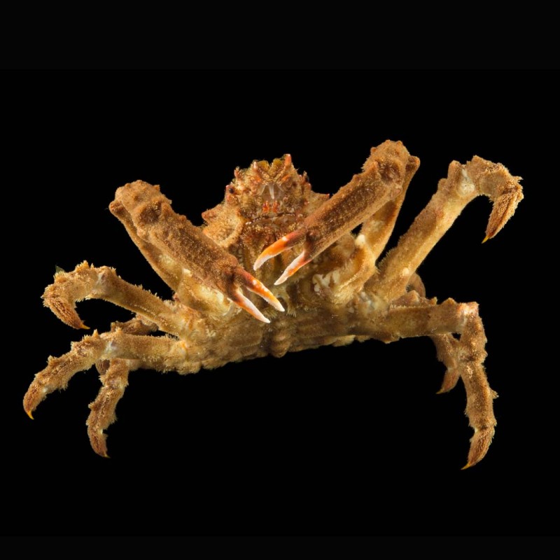 Decorator Spider Crab
