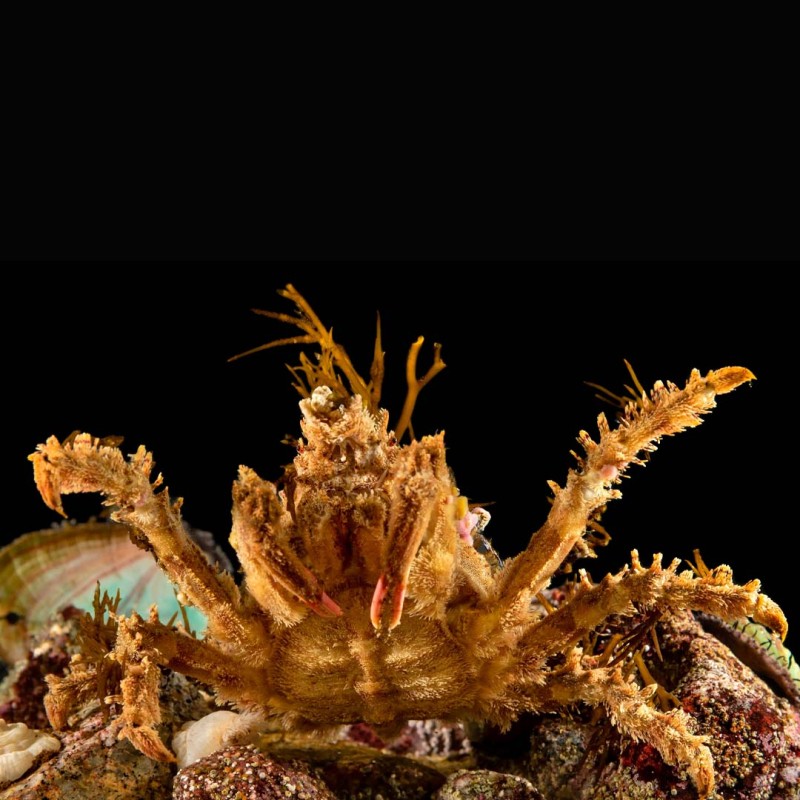 Decorator Spider Crab