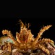 Decorator Spider Crab