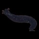 Sea Cucumber
