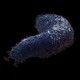Sea Cucumber