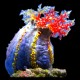 Rea Sea Apple