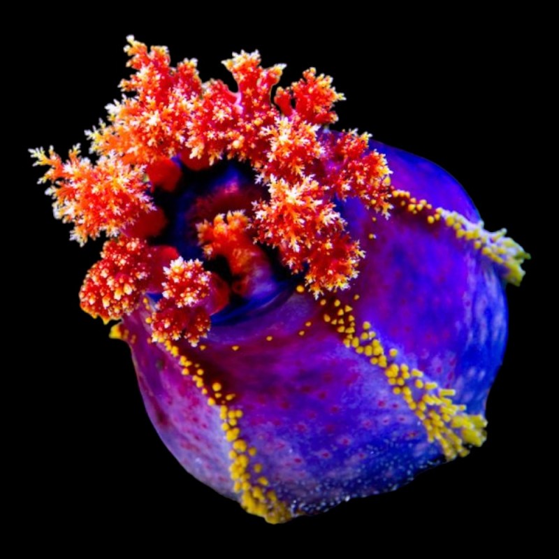 Rea Sea Apple