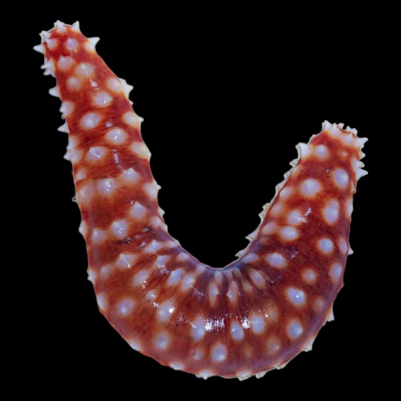 Caramel Sea Cucumber