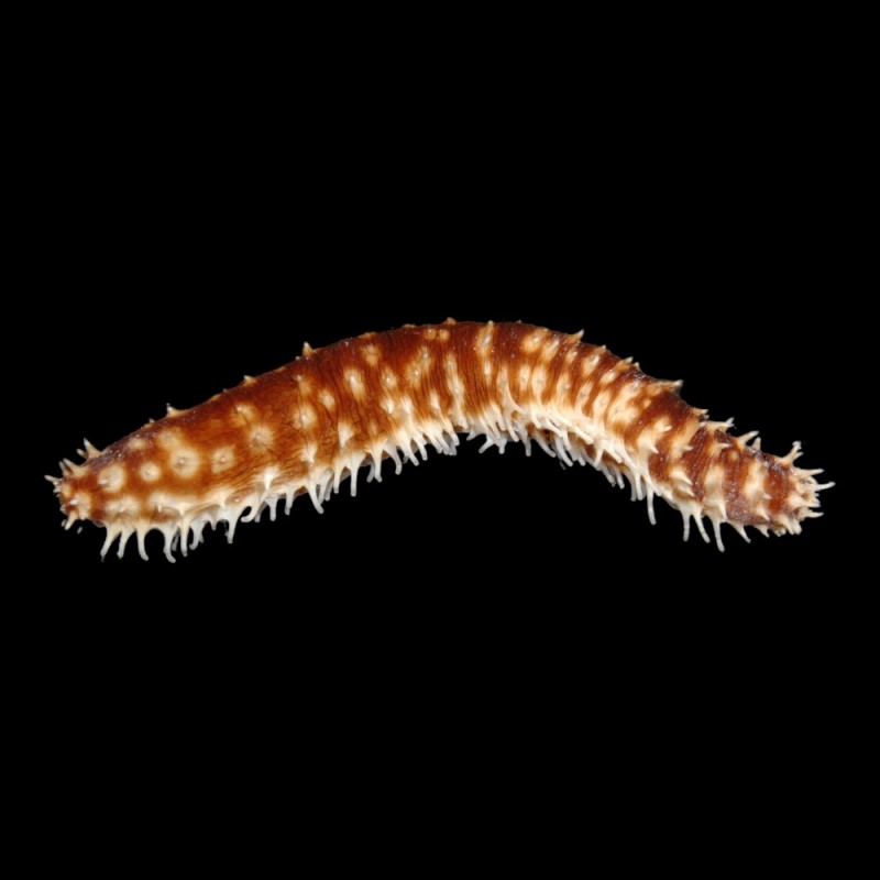 Caramel Sea Cucumber