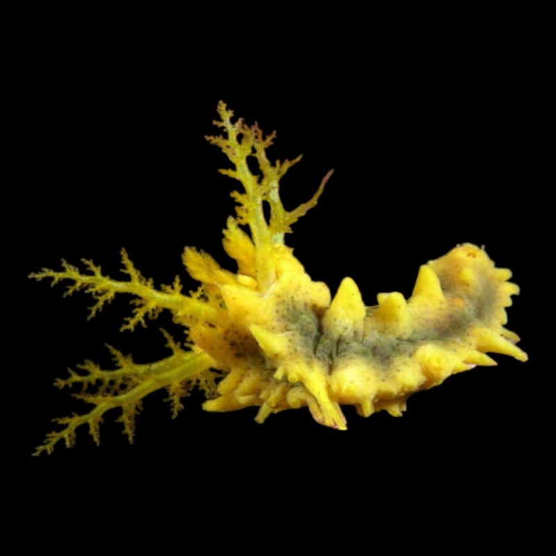 Yellow Sea Cucumber