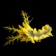 Yellow Sea Cucumber