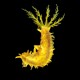 Yellow Sea Cucumber