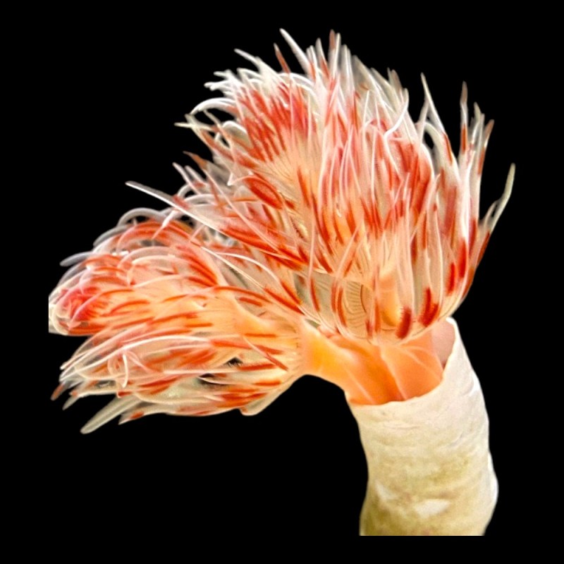 Hard Tube Coco Worm