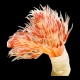 Hard Tube Coco Worm