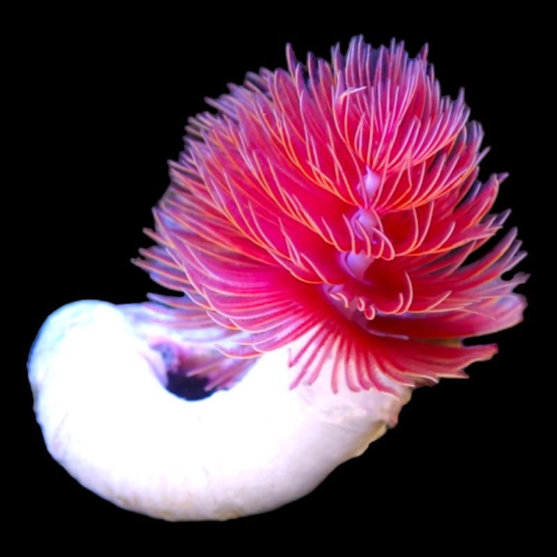 Hard Tube Coco Worm