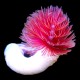 Hard Tube Coco Worm