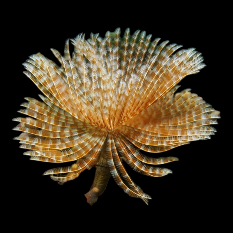 Tubeworm