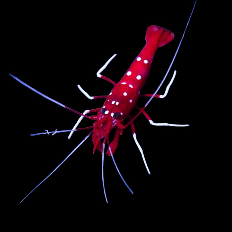 Fire Shrimp