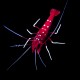 Fire Shrimp