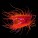 Misc. Inverts.