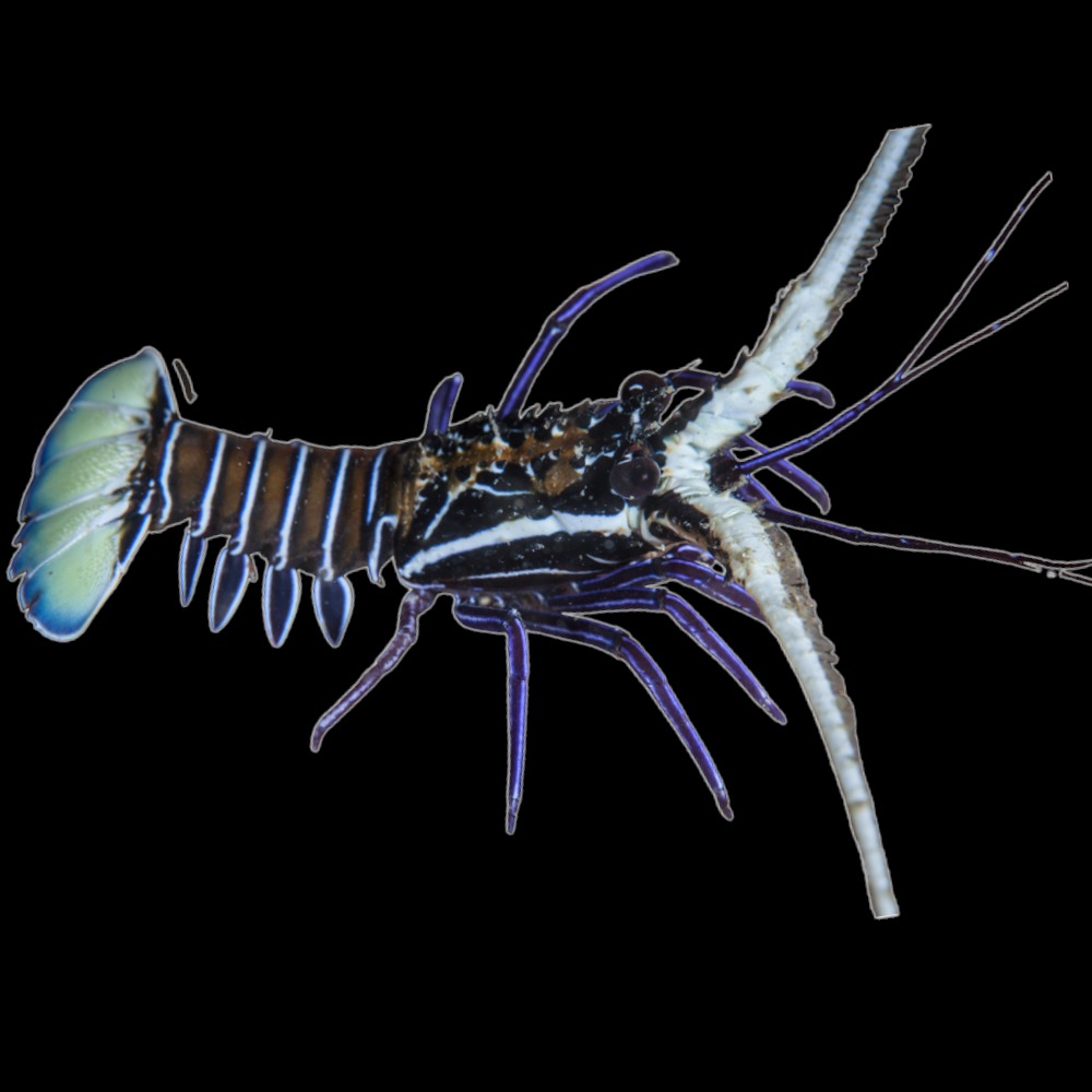 Painted Spiny Lobster