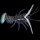 Painted Spiny Lobster