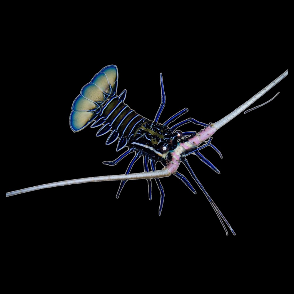 Painted Spiny Lobster