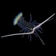 Painted Spiny Lobster