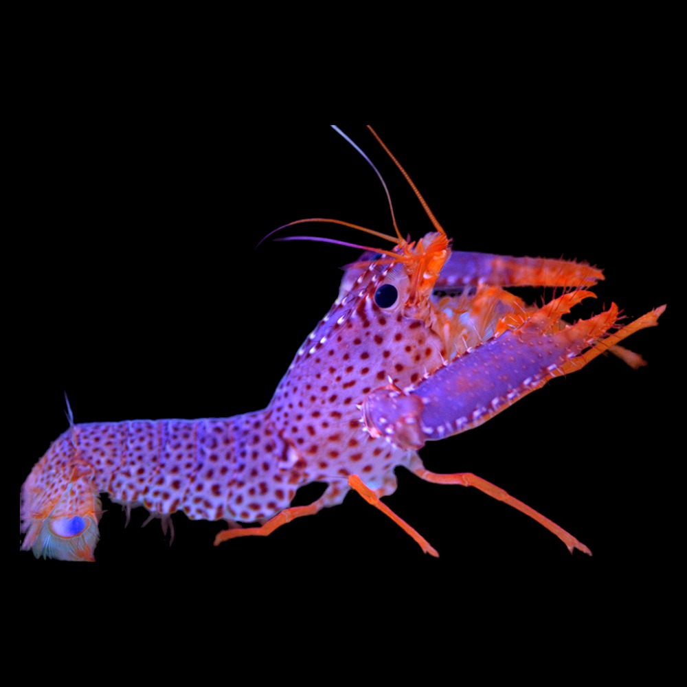 Purple/Orange Reef Lobster