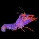 Purple/Orange Reef Lobster