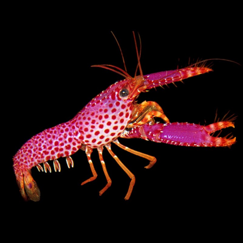 Purple/Orange Reef Lobster