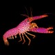 Purple/Orange Reef Lobster