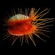 Flashing Flame scallop