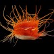 Flashing Flame scallop