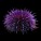 Urchins